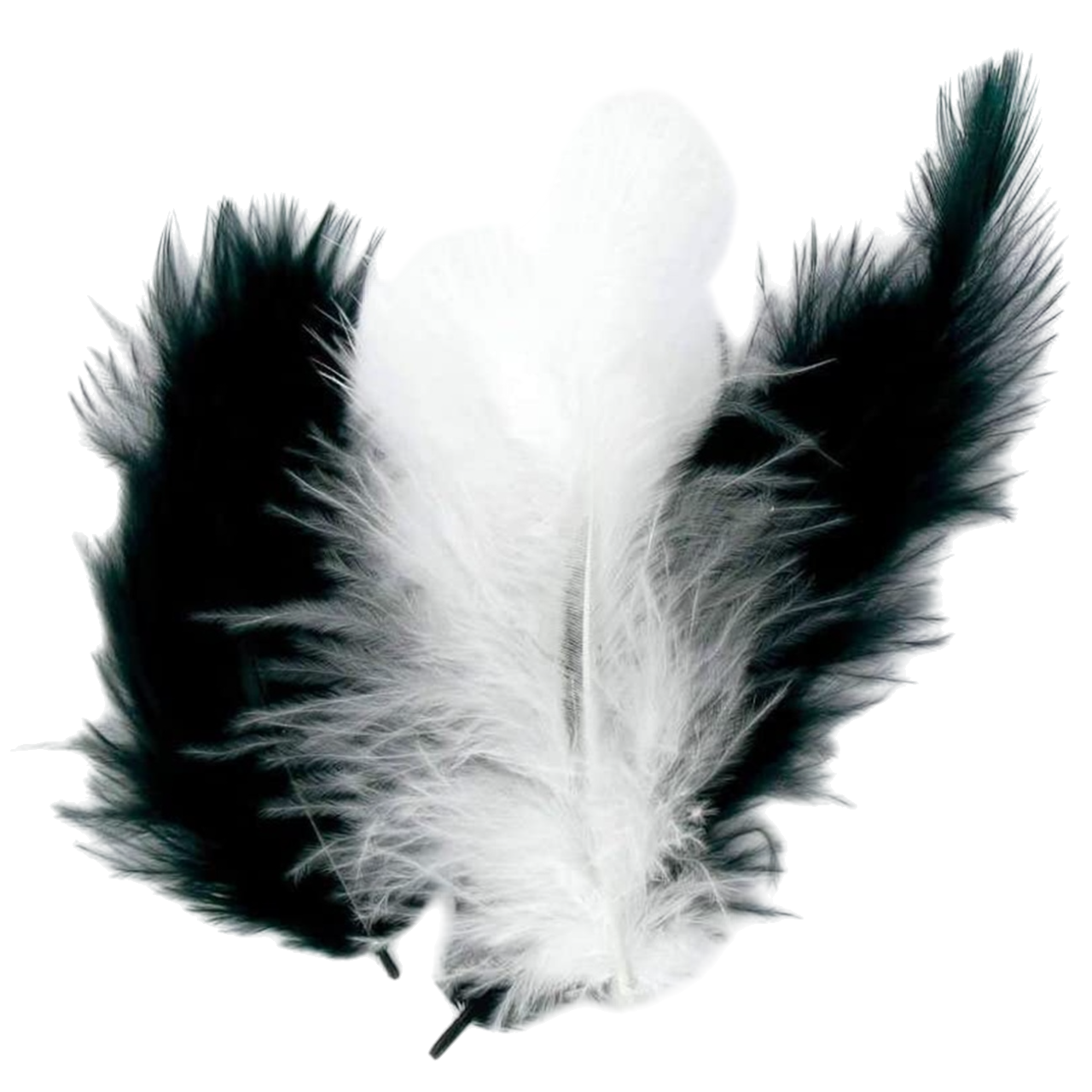 Plumes blanches et noires 10 cm pour décorations, mariages et DIY. Canocea France