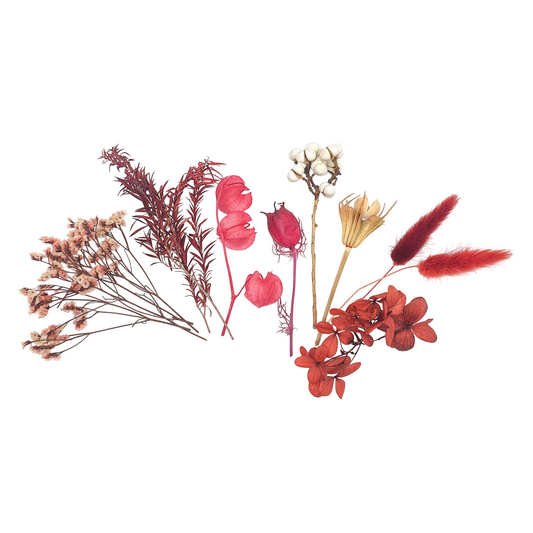 Coffret de 10 fleurs séchées bordeaux H 13 cm – déco bohème naturelle. Canocea France