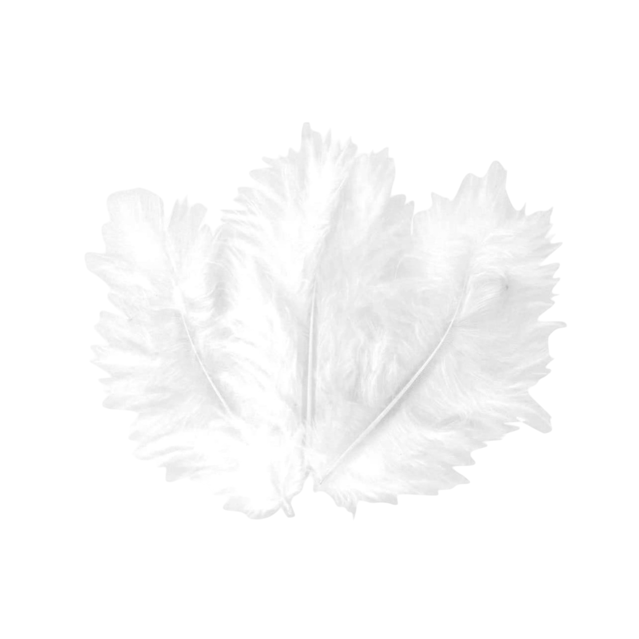 Plumes blanches 10 cm pour mariages, fêtes et projets créatifs DIY. Canocea France