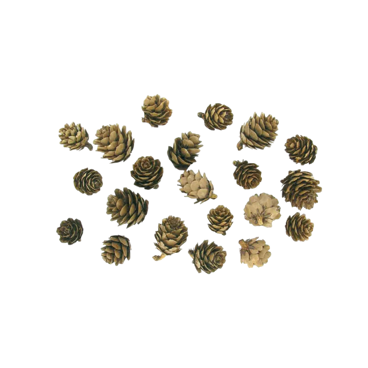 Lot de 20 mini pommes de pin naturelles de 1,5 à 3 cm pour loisirs créatifs, décoration de table et projets DIY. Canocea France