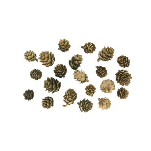 Lot de 20 mini pommes de pin naturelles de 1,5 à 3 cm pour loisirs créatifs, décoration de table et projets DIY. Canocea France
