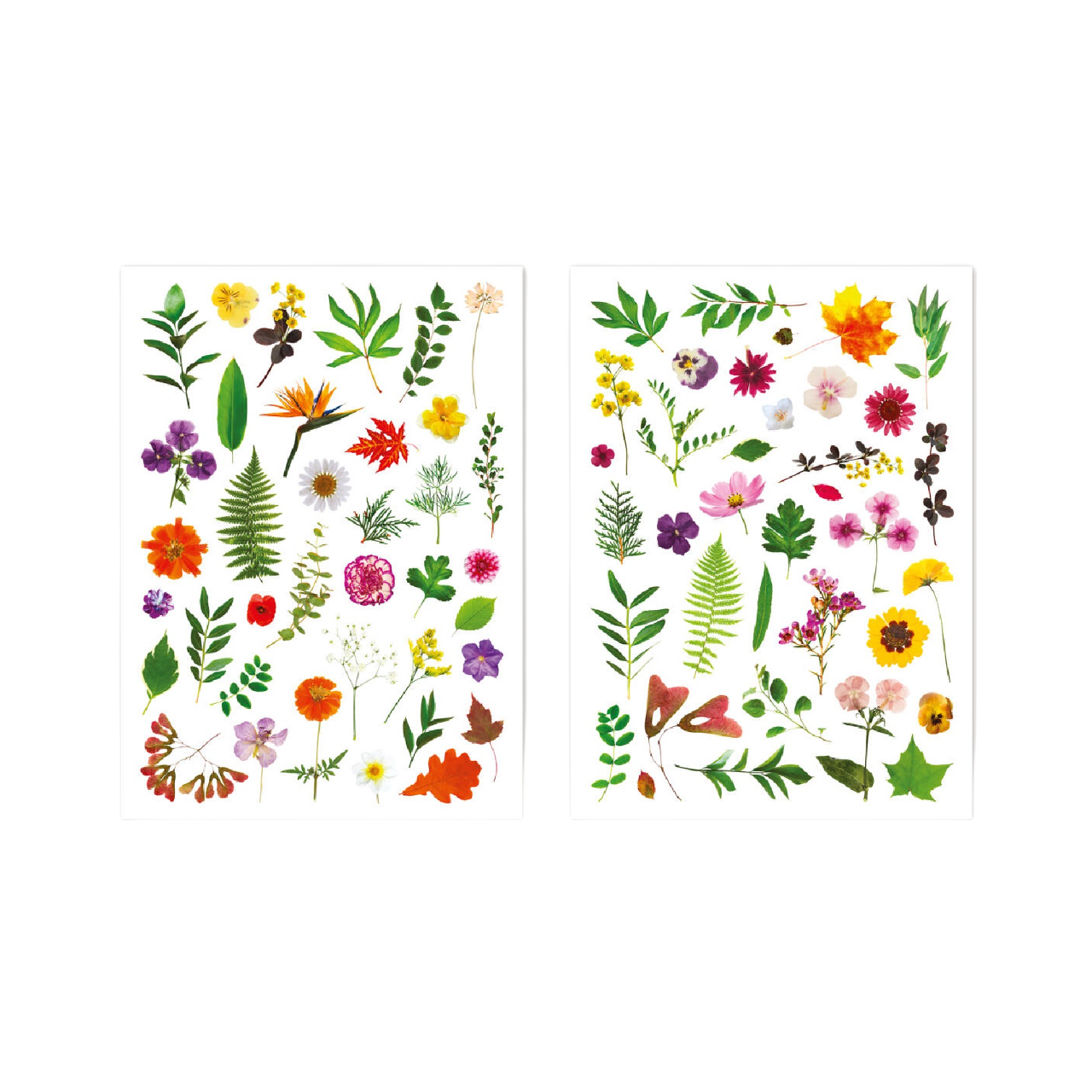 stickers herbier, feuillage, assortiments de fleurs pour reconnaitre et identifier les végétaux. Canocea France