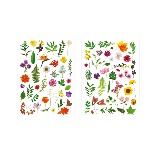 stickers herbier, feuillage, assortiments de fleurs pour reconnaitre et identifier les végétaux. Canocea France